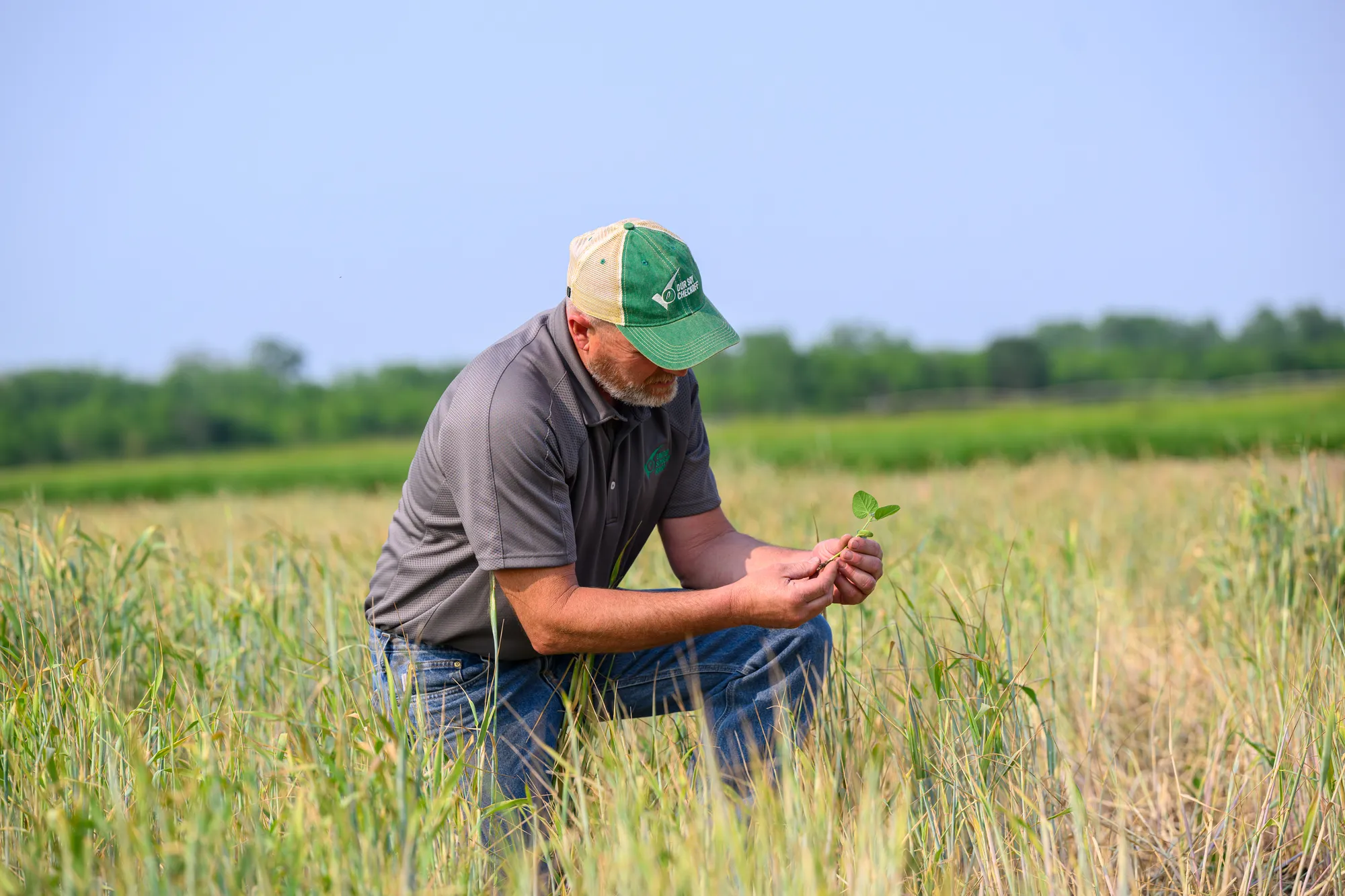 Farmer looking at young soybean plant in field