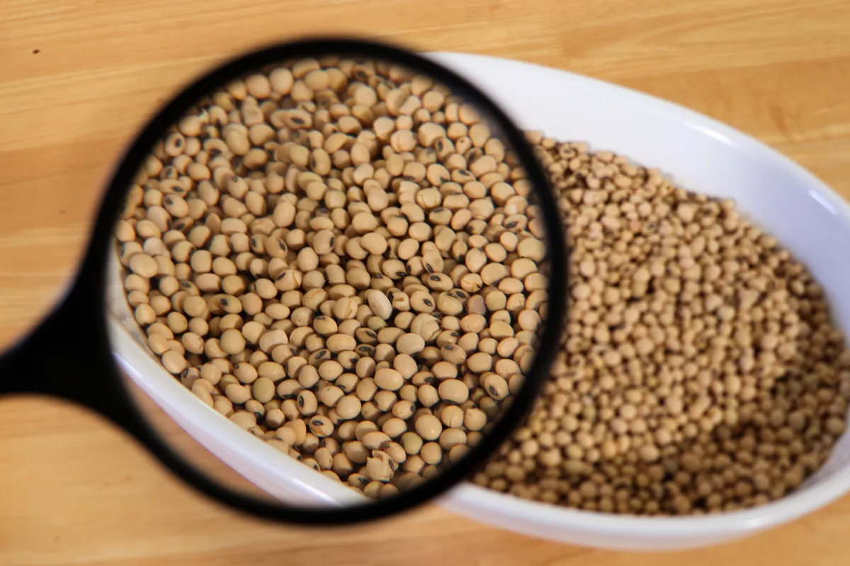 Magnifying glass enlarges a close-up view of dry soybeans in a white bowl on a wooden surface.