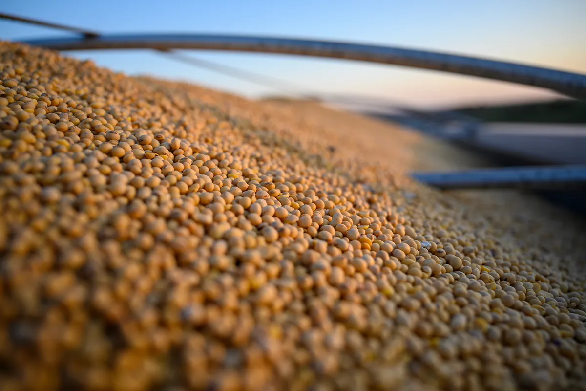 A close-up view of harvested soybeans loaded onto a grain truck at sunset.
