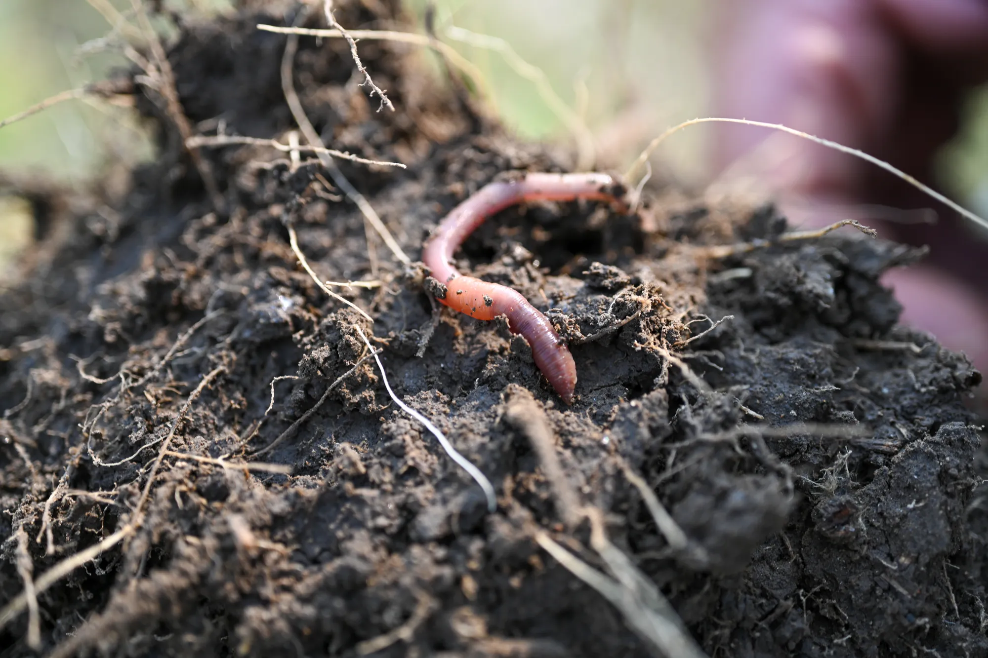 Earthworm in healthy soil, highlighting soil health and conservation practices.