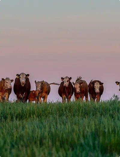 Cows standing in pasture