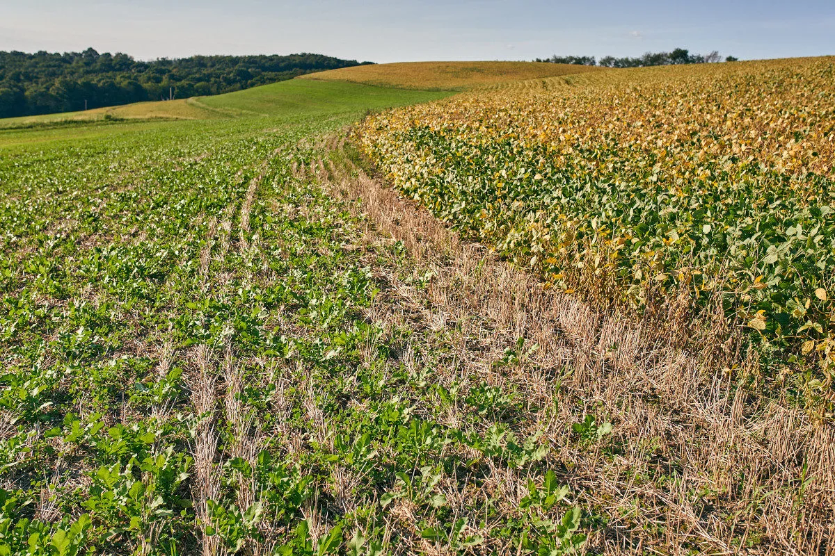 Soybean field showing mature plants alongside a harvested section with green cover crops growing among the remaining crop residue.