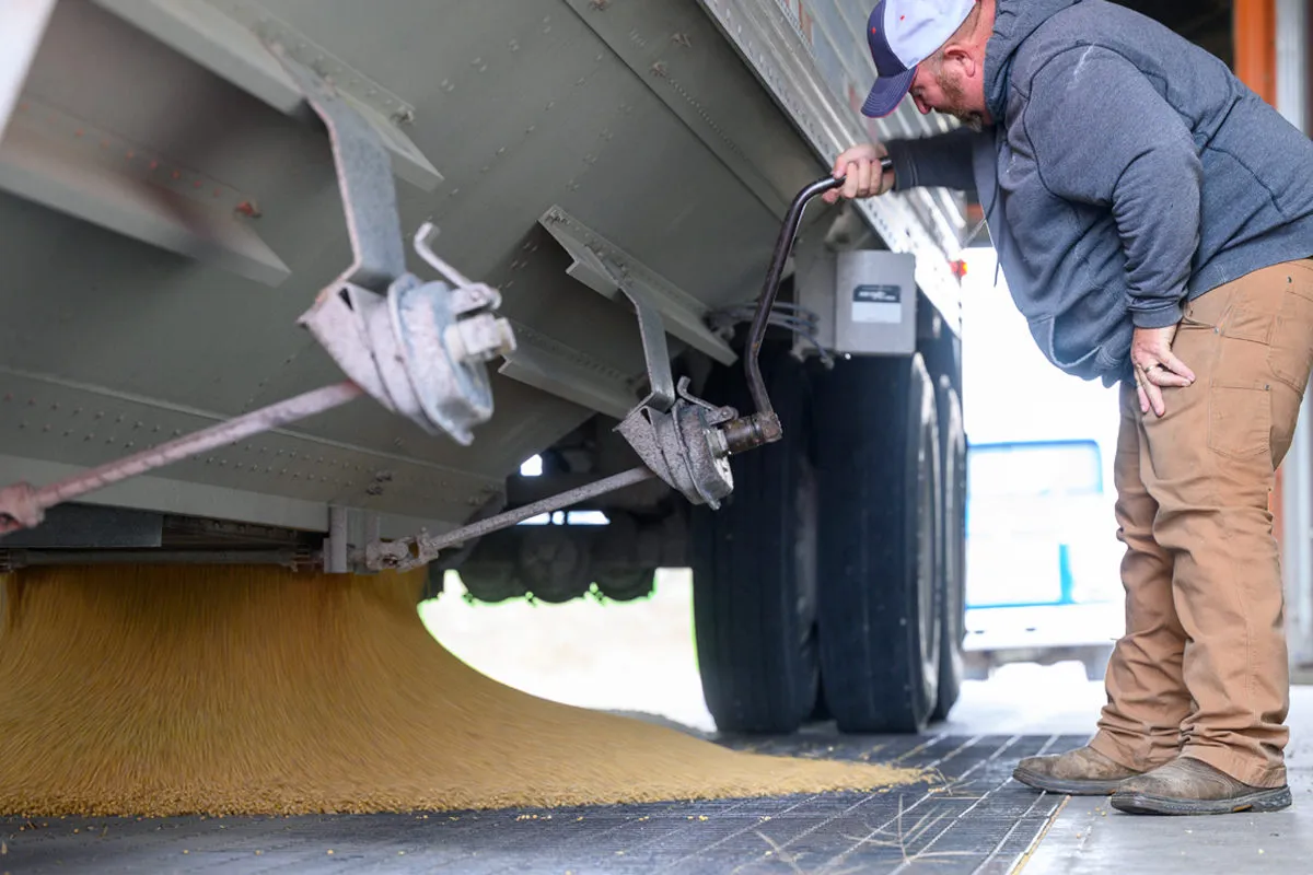 Farmer unloads harvested soybeans from a grain trailer.