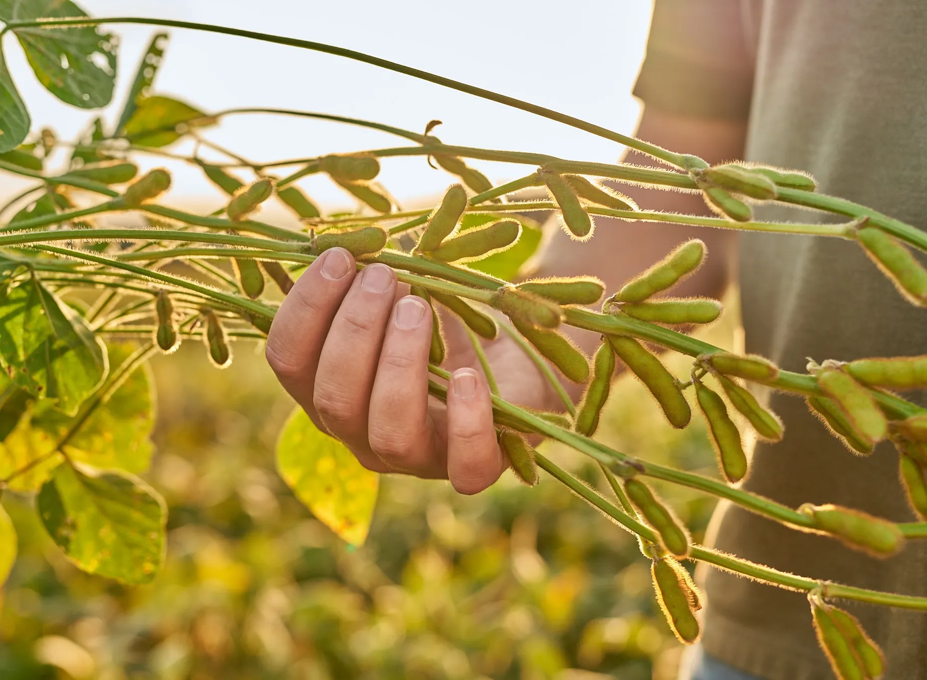 A farmer examines green soybean pods growing on plants in a sunlit field.