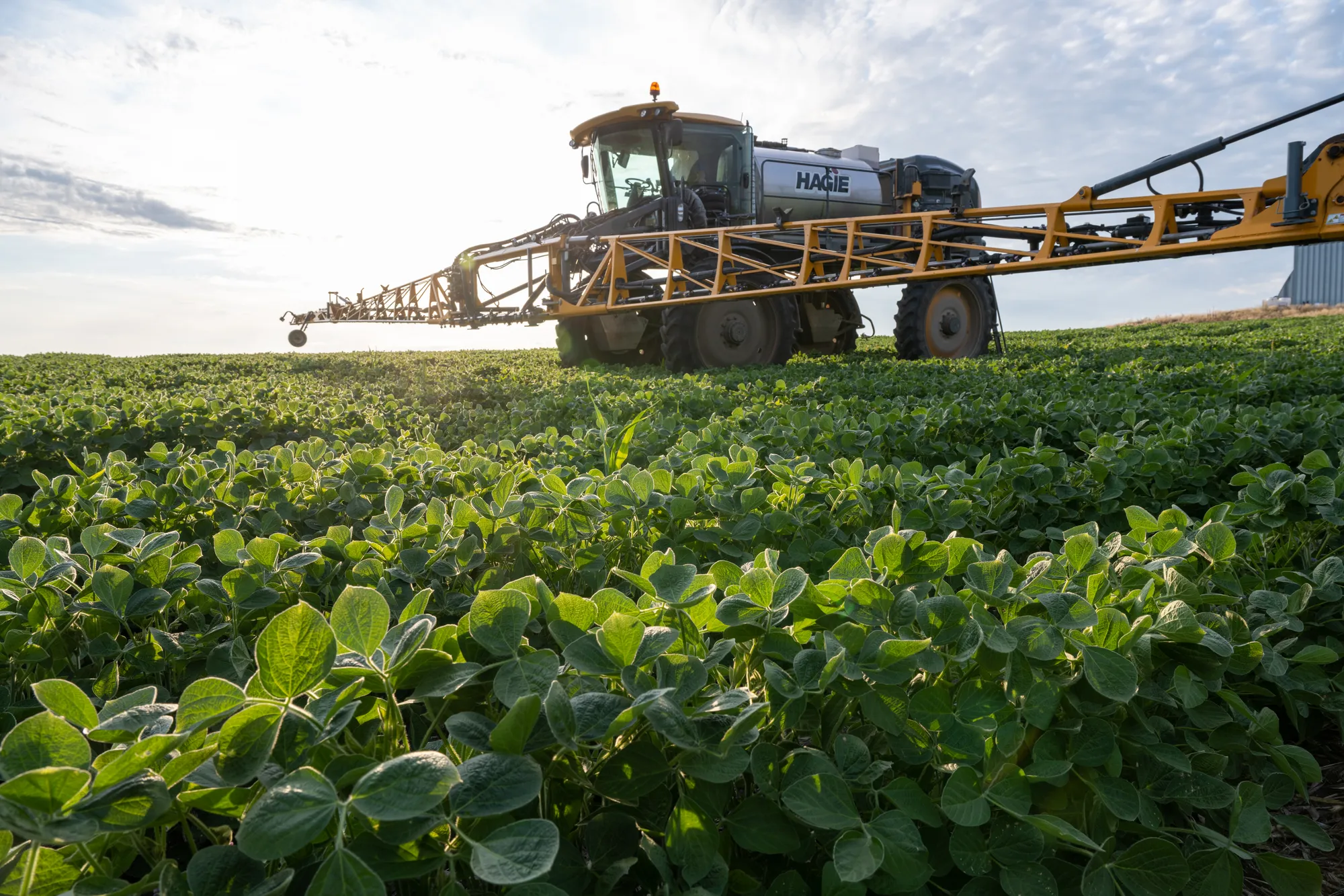 Crop sprayer in soybean field.