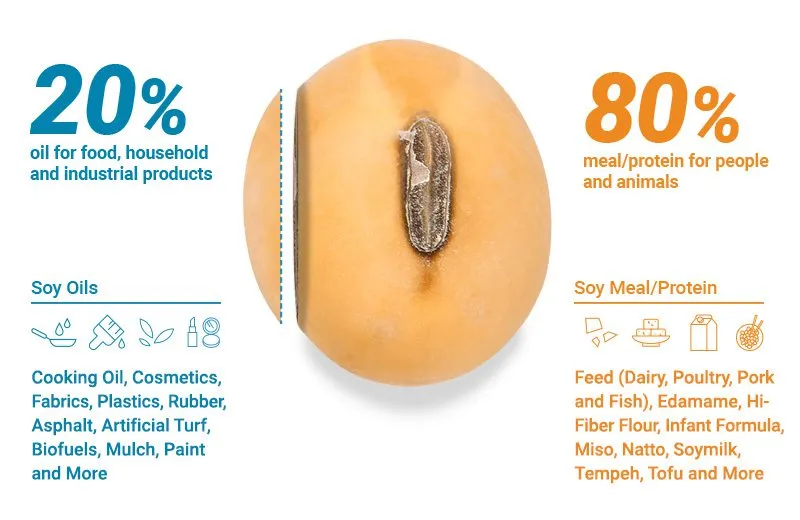 Infographic of a split soybean showing its uses: 20% becomes soy oil for food and industrial products, and 80% becomes soy meal and protein for people and animals.