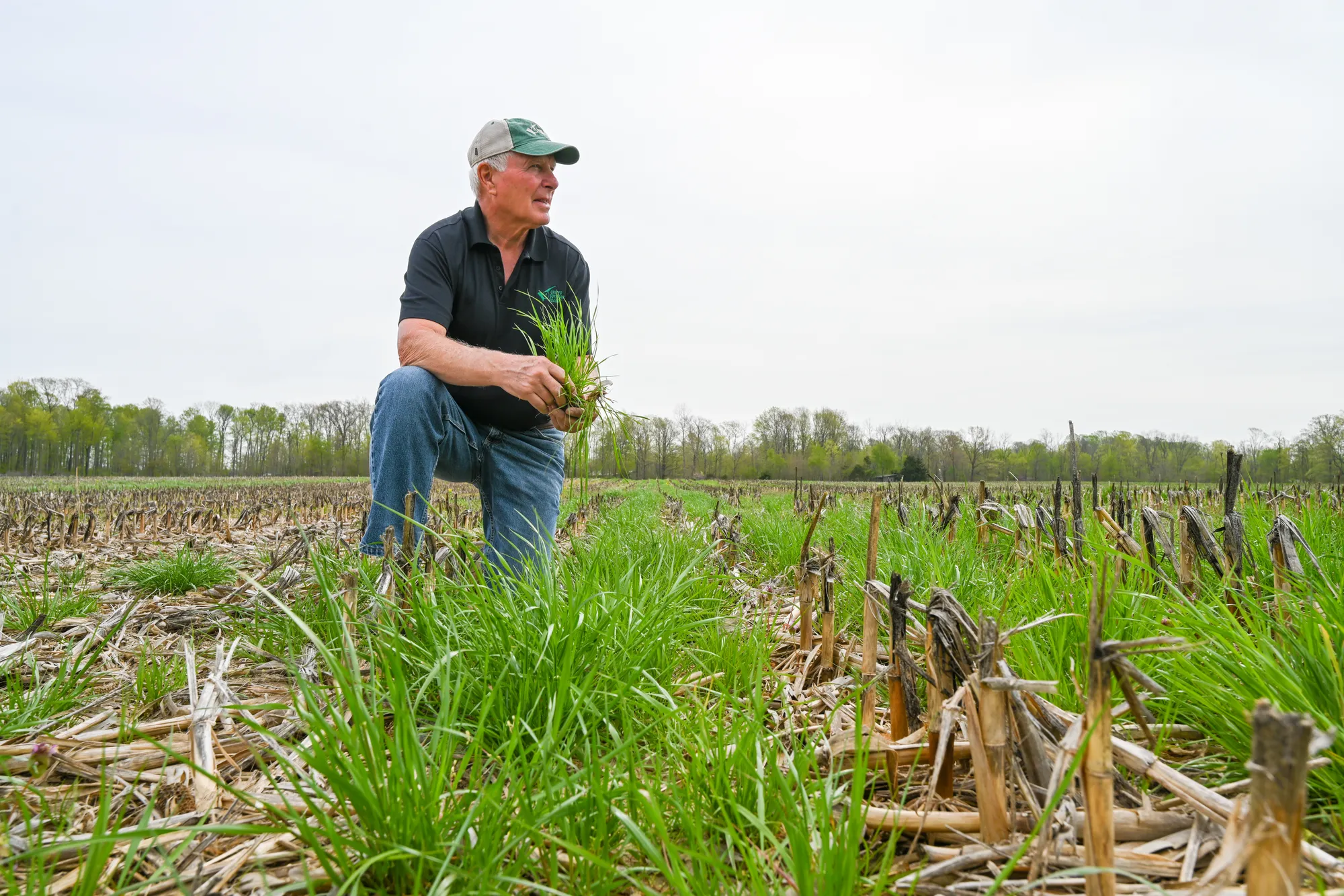Farmer kneeling in a field with cover crops and crop residue, observing soil and plant growth.