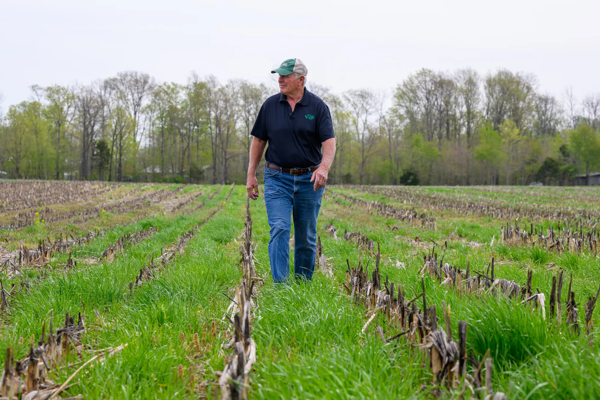 Indiana farmer walking through his field, inspecting young crops.