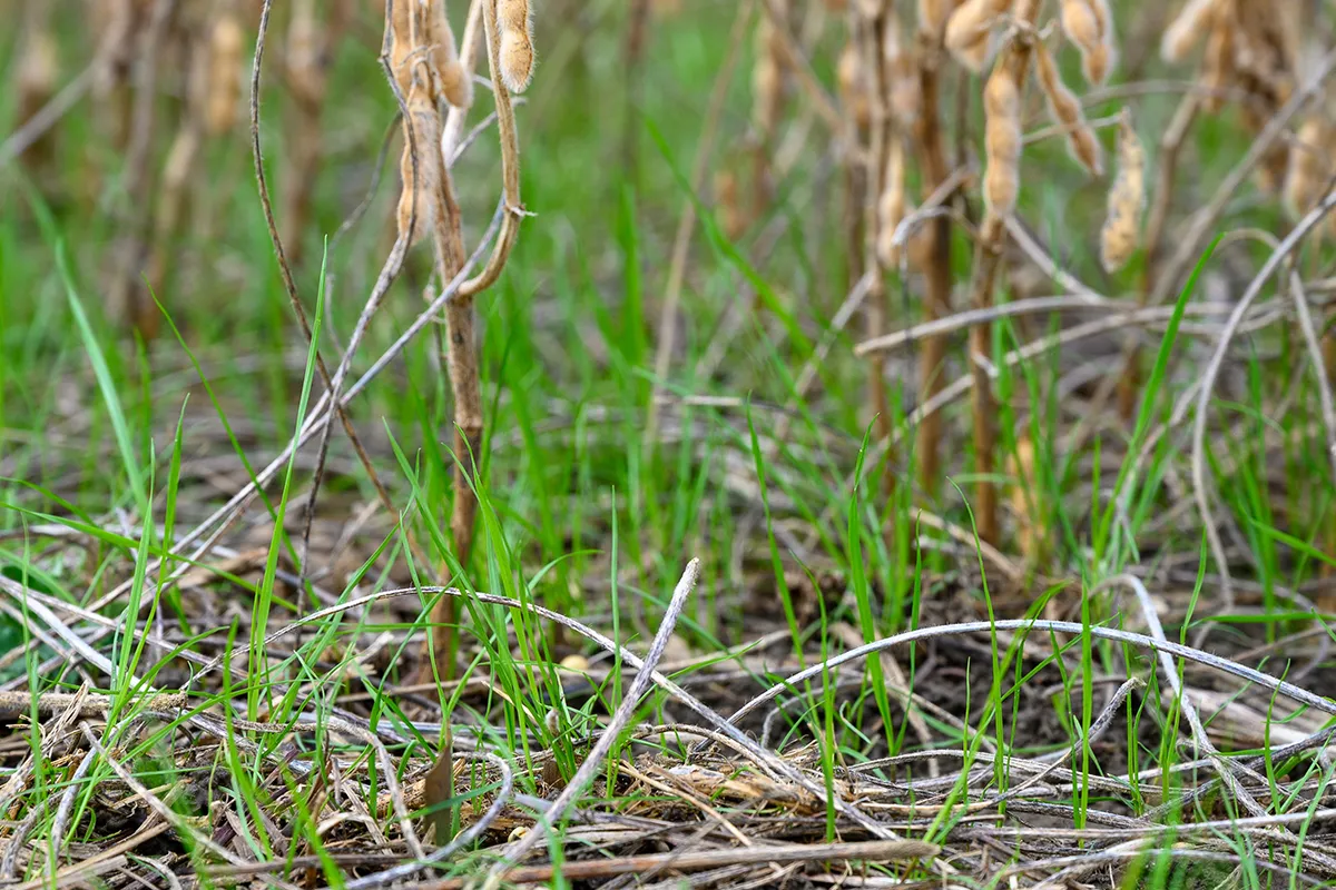 Green cover crops growing beneath mature soybean plants in a field.