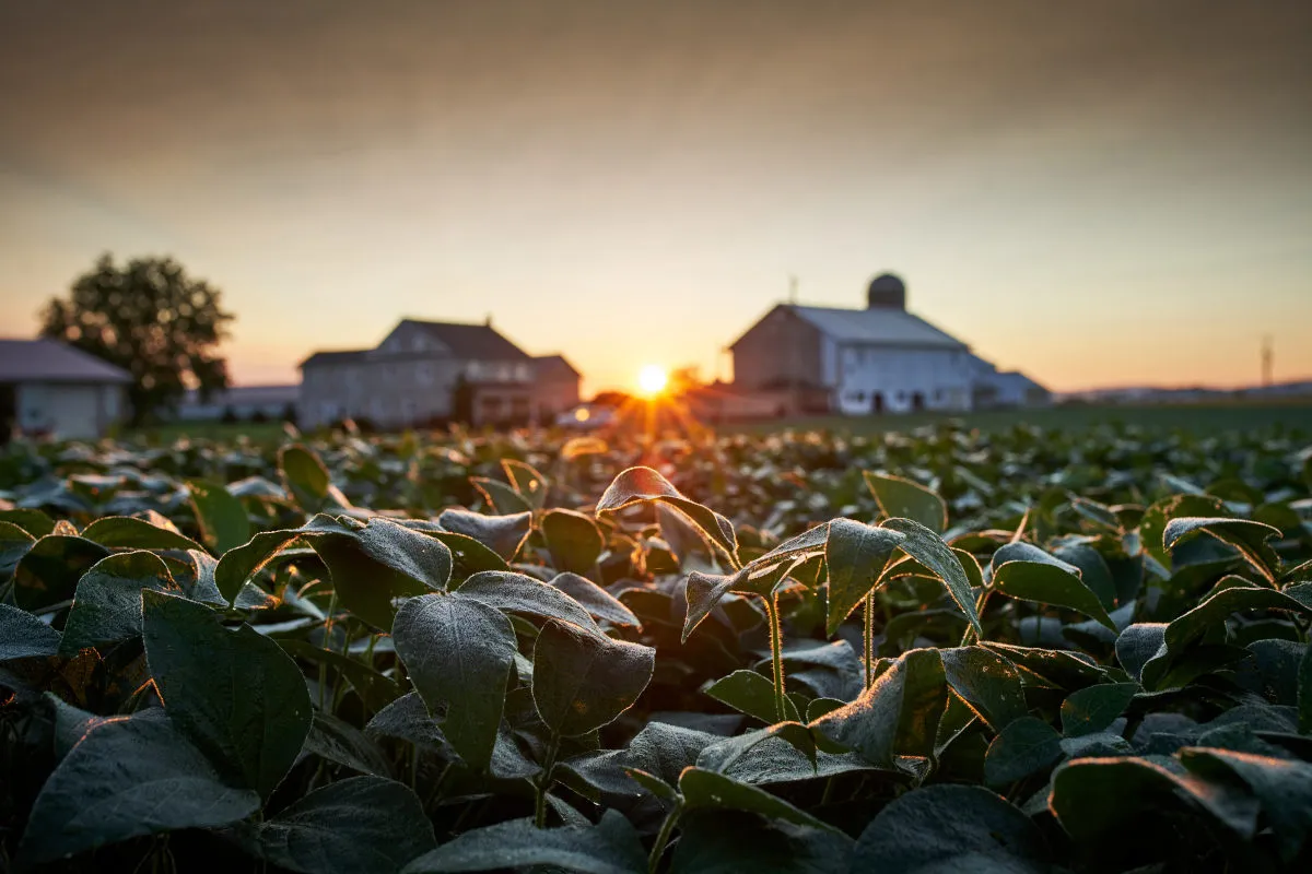 Soybean field at sunset with farm buildings and a silo in the background.