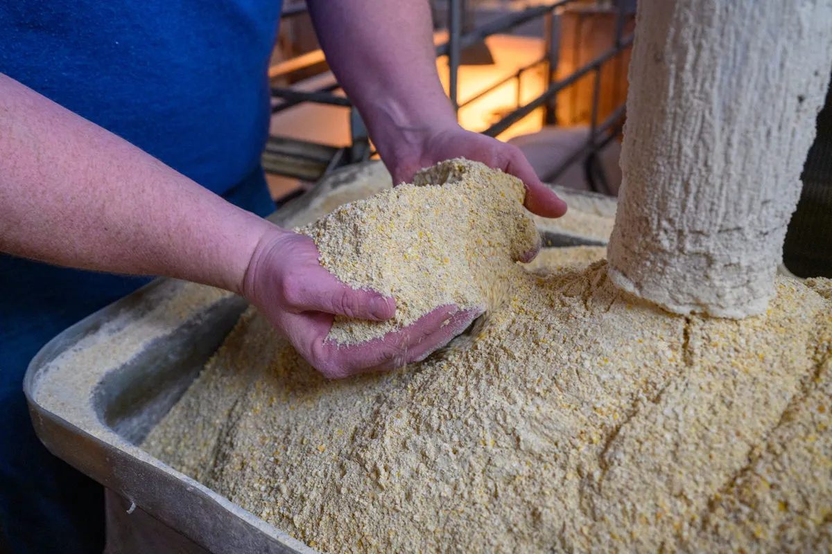 Close-up of a person holding a handful of soybean meal beneath processing equipment.