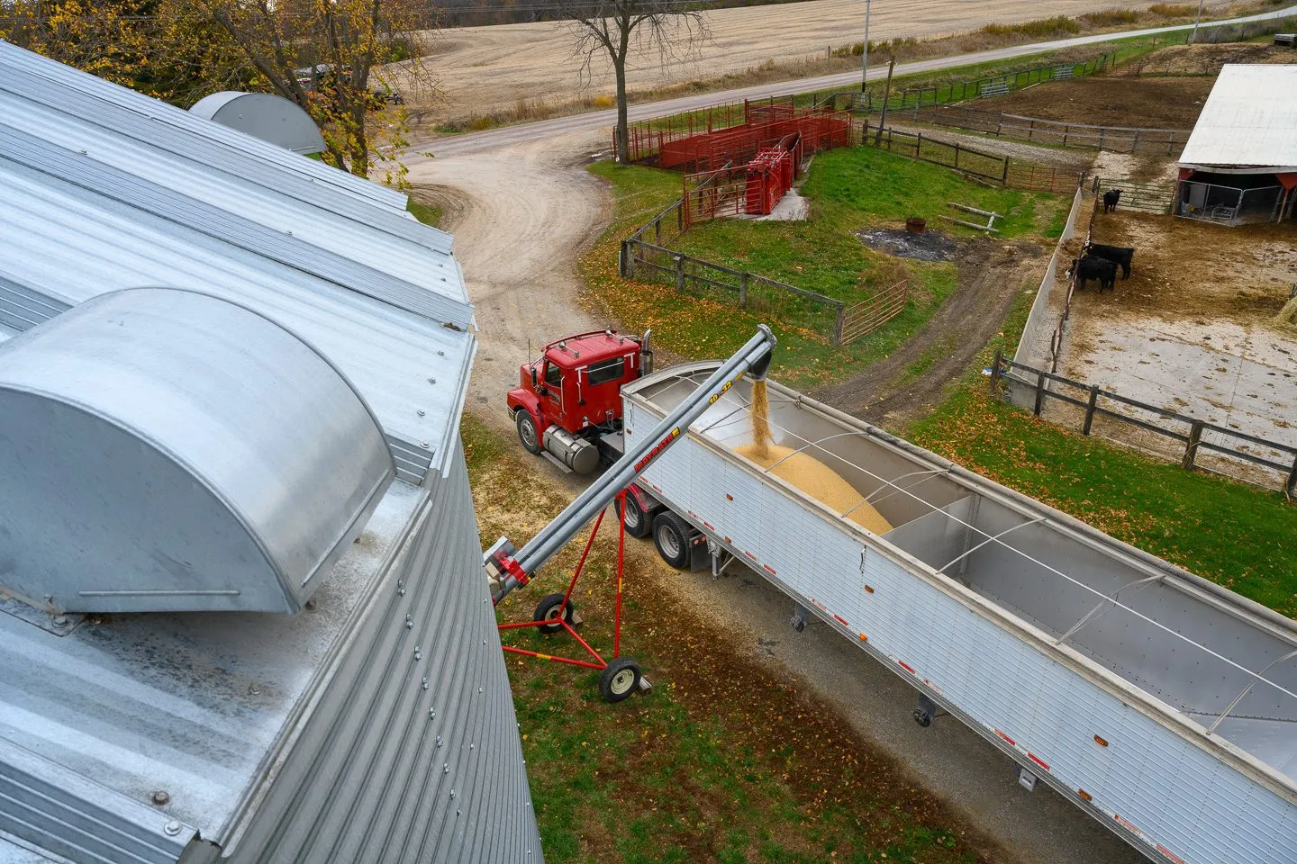 Soybeans being loaded into tractor trailers for transport on a farm.