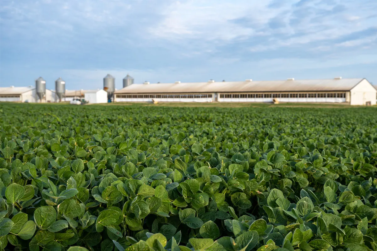 Green soybean field in the foreground with livestock buildings and grain silos in the background.