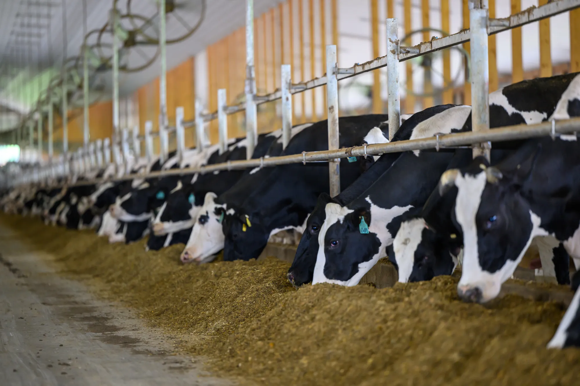 Dairy cows at a modern dairy operation where high oleic soybeans are fed to improve milk quality.