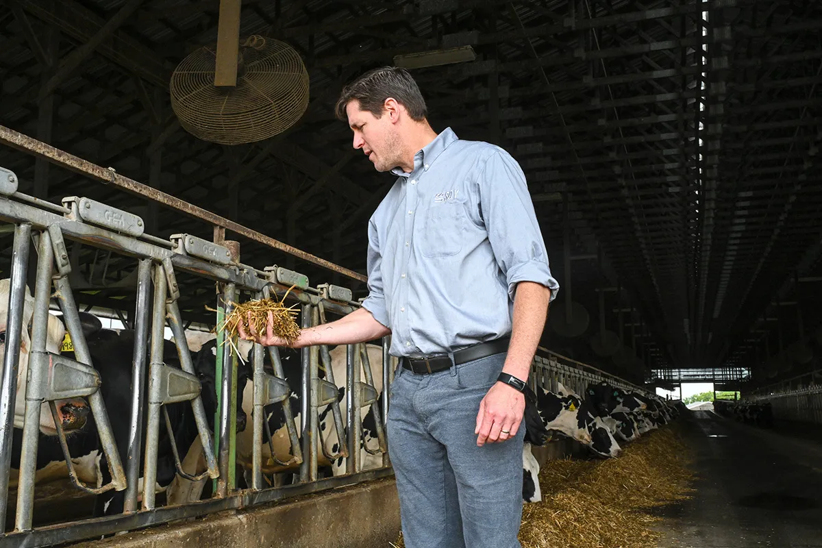 Farmer holds feed for cows inside a dairy barn.