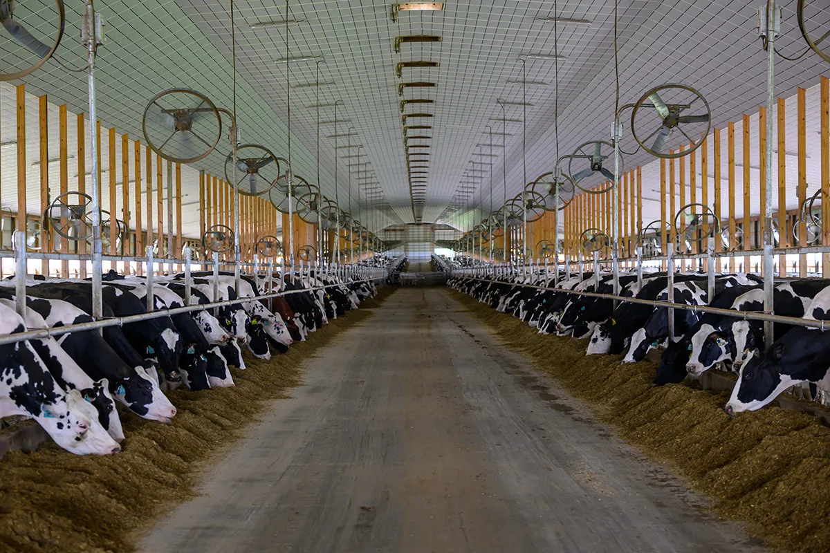 Cows feeding inside a modern dairy barn.