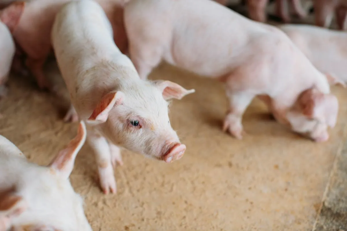 Young pigs stand together inside a barn, with one pig in the foreground looking toward the camera while others rest and move nearby.
