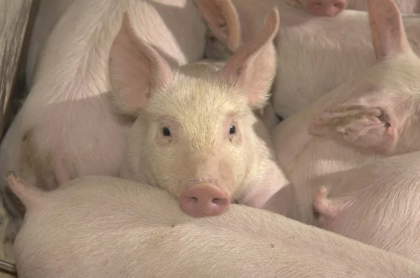 Close-up of a pig resting its head among a group of pigs.