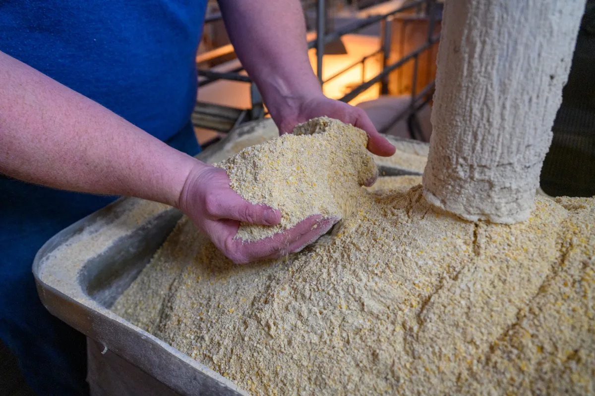Hands hold a handful of soybean meal at a feed facility, highlighting its texture and consistency.