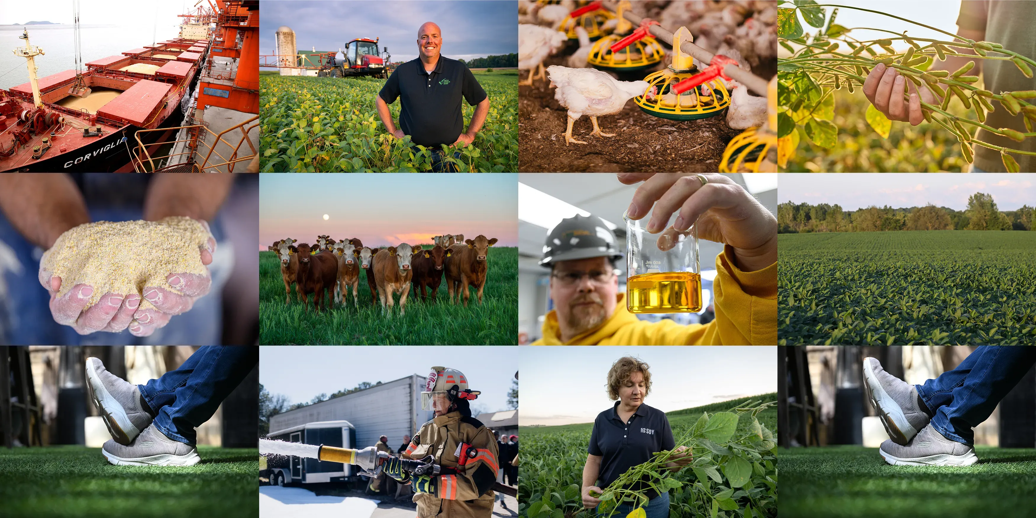 Collage of Soy images