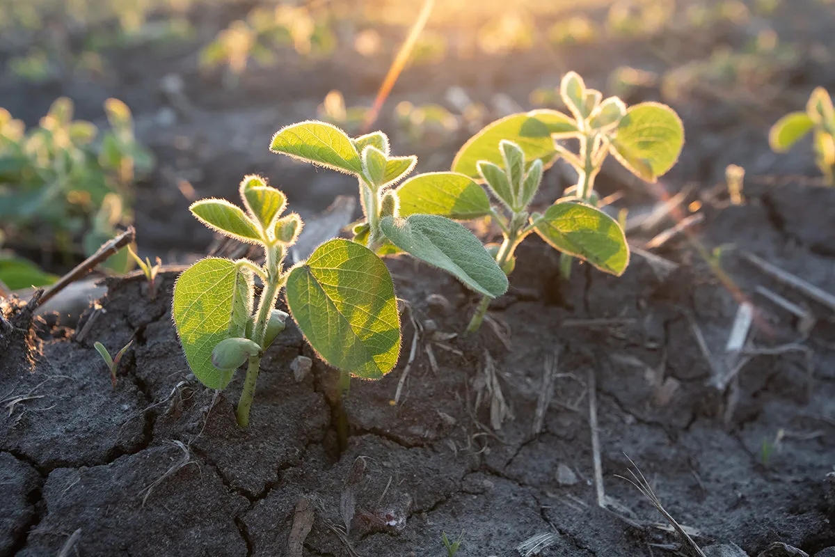 Young soybean seedlings emerging from soil in warm sunlight.