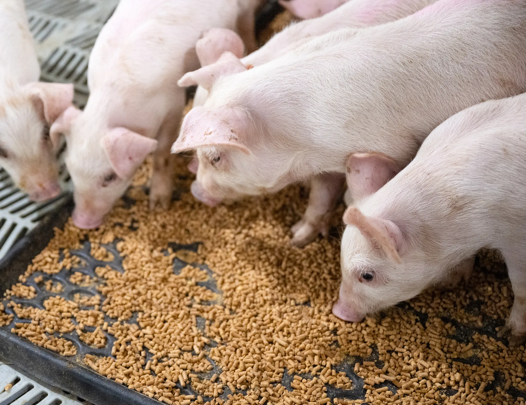 Piglets eating soybean meal feed in a swine barn.