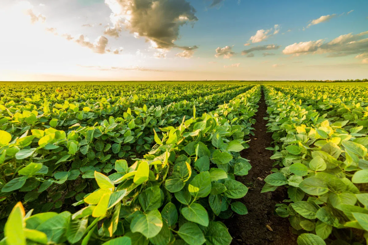 Rows of green soybean plants stretch toward the horizon beneath a partly cloudy sky in warm evening light.