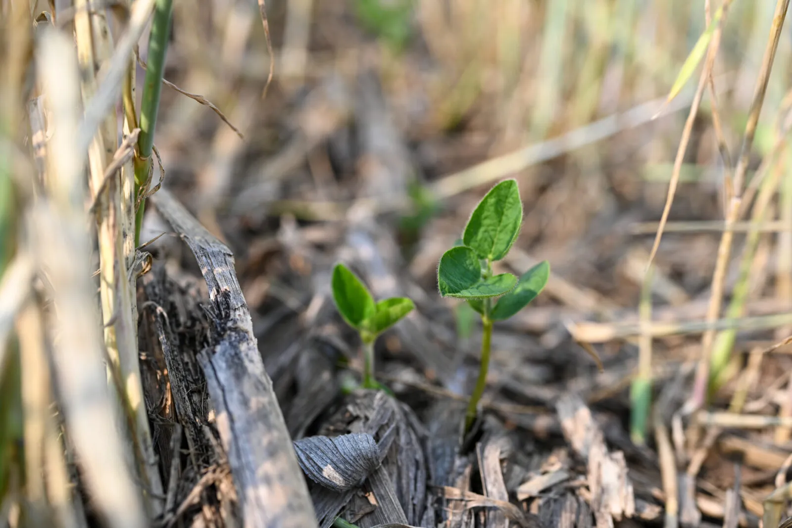 Close-up of young soybean seedlings emerging through dry crop residue on the soil surface.