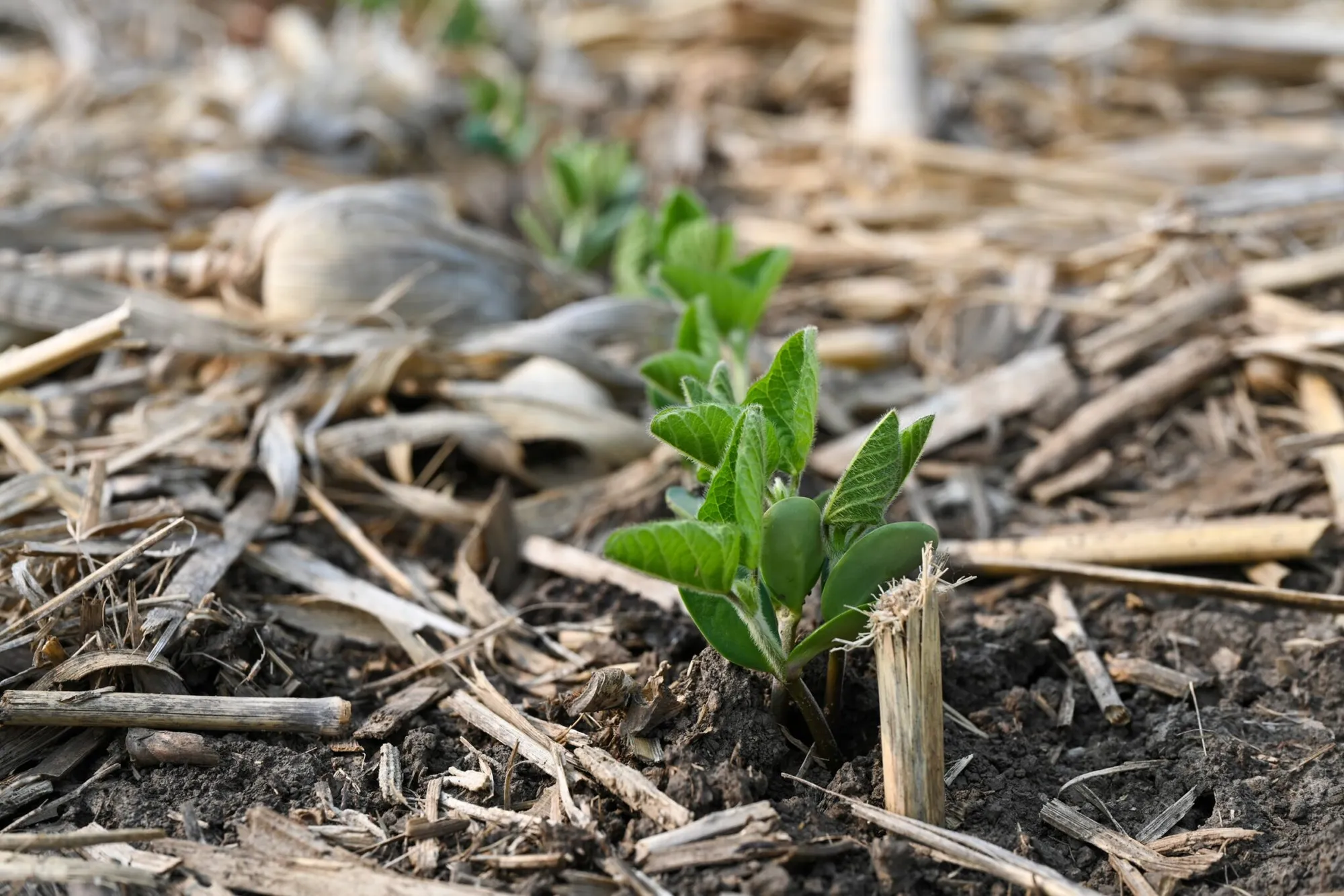 Young soybean plants emerge through crop residue in a field, illustrating cover crop and soil health practices.
