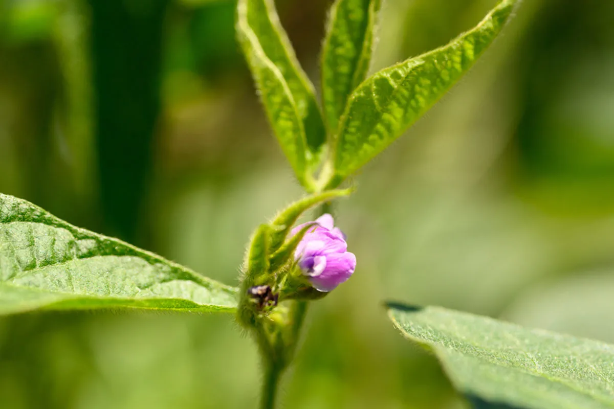 Close-up of a purple soybean flower bud on a blooming soybean plant.
