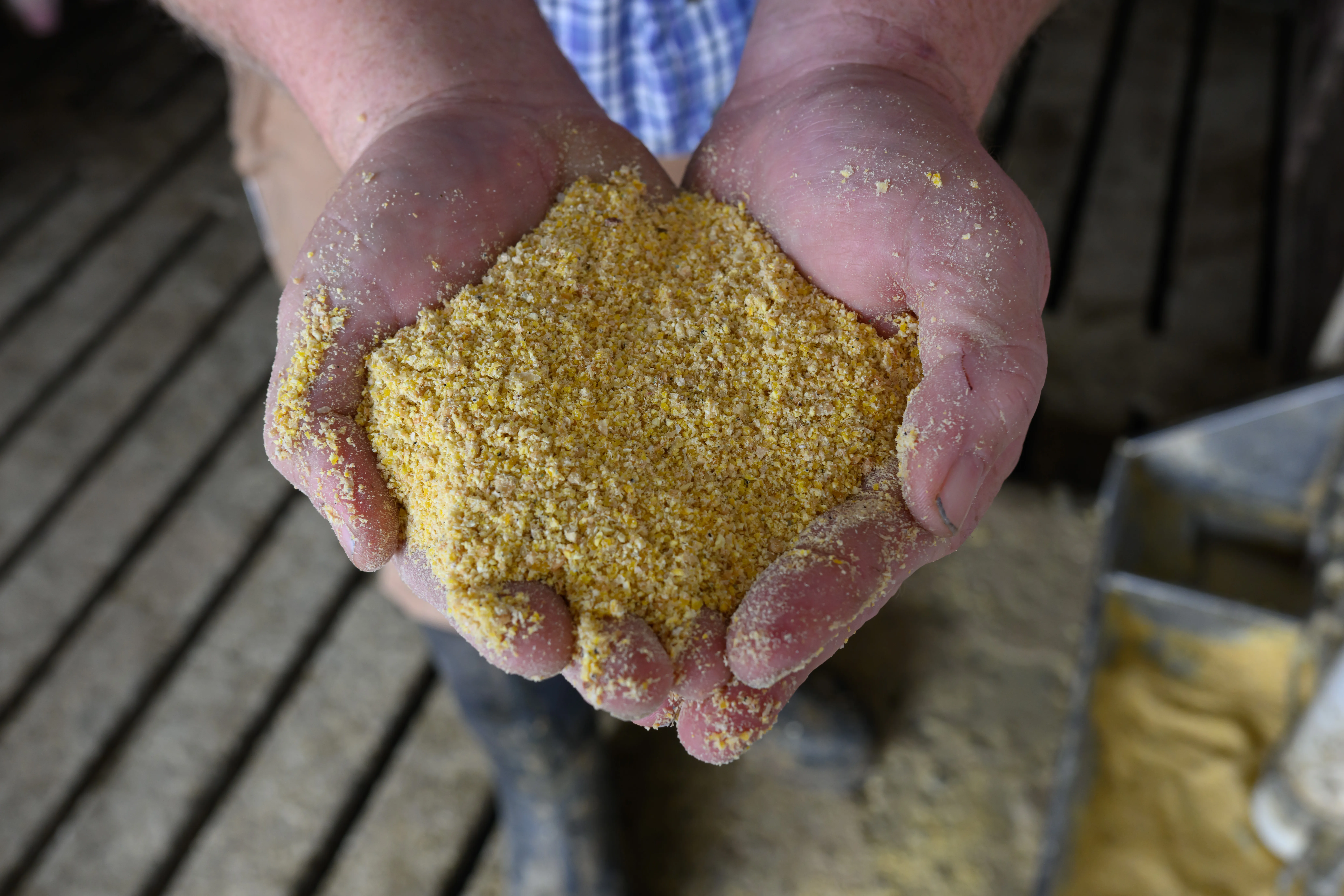 Hands holding soybean meal