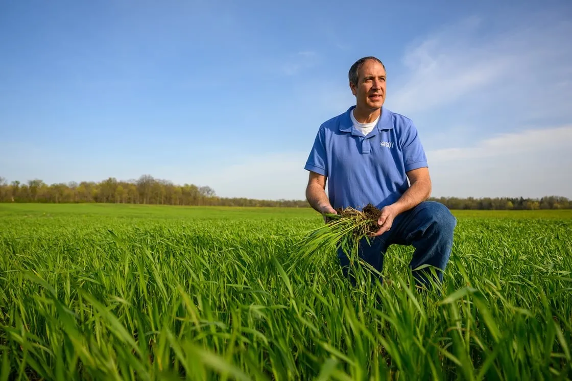 Steve Reinhard examines a rye cover crop in an Ohio field.
