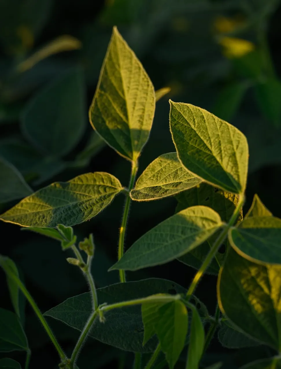 Soybean plants glow in warm sunrise light.