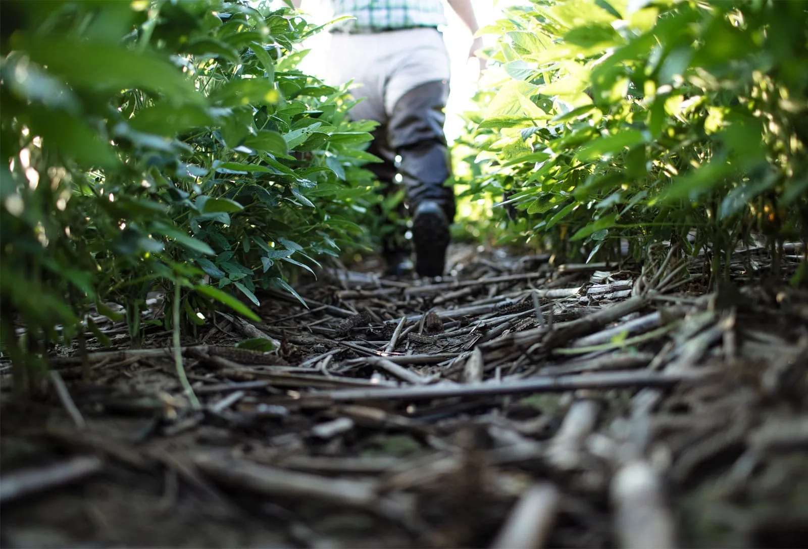 Person walking through rows of green soybean plants in a field, viewed from ground level.