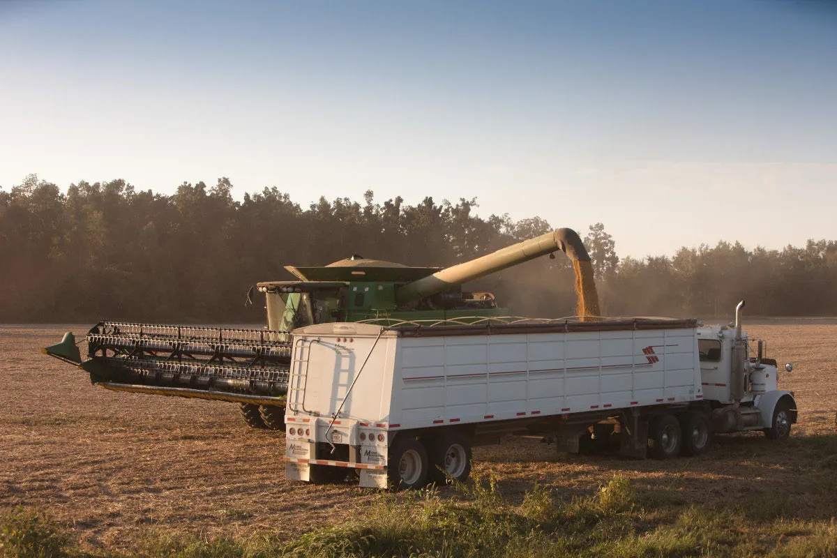Combine unloads harvested soybeans into a grain truck in a field.