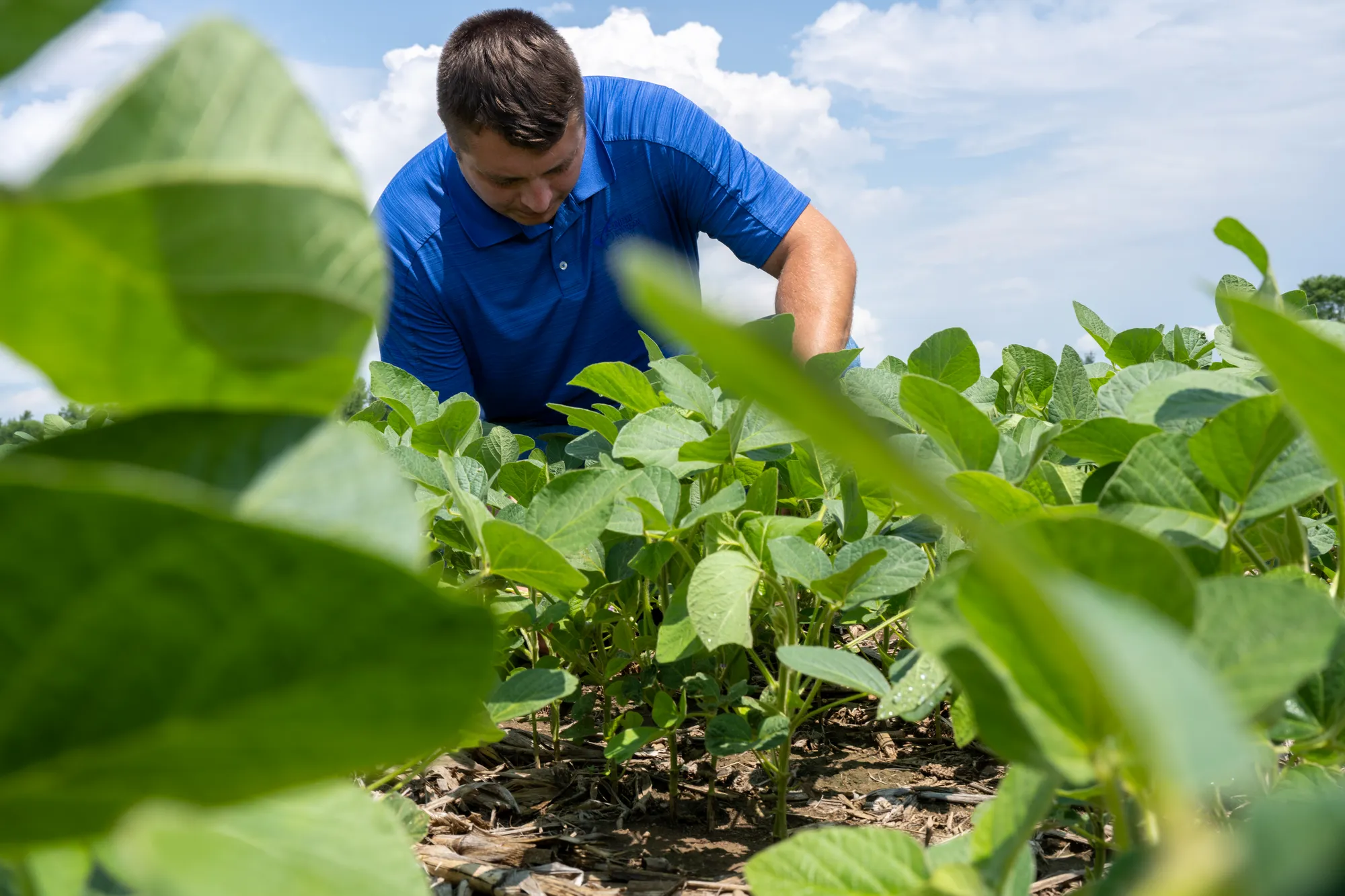 Soybean farmer inspecting young soybean plants in a field, viewed from crop level.
