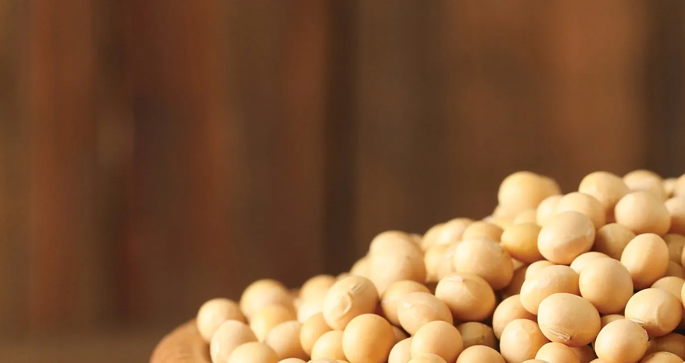 Close-up of dried soybeans
