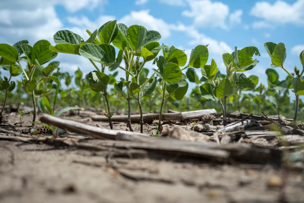 Young soybean plants growing in a field under a partly cloudy sky.