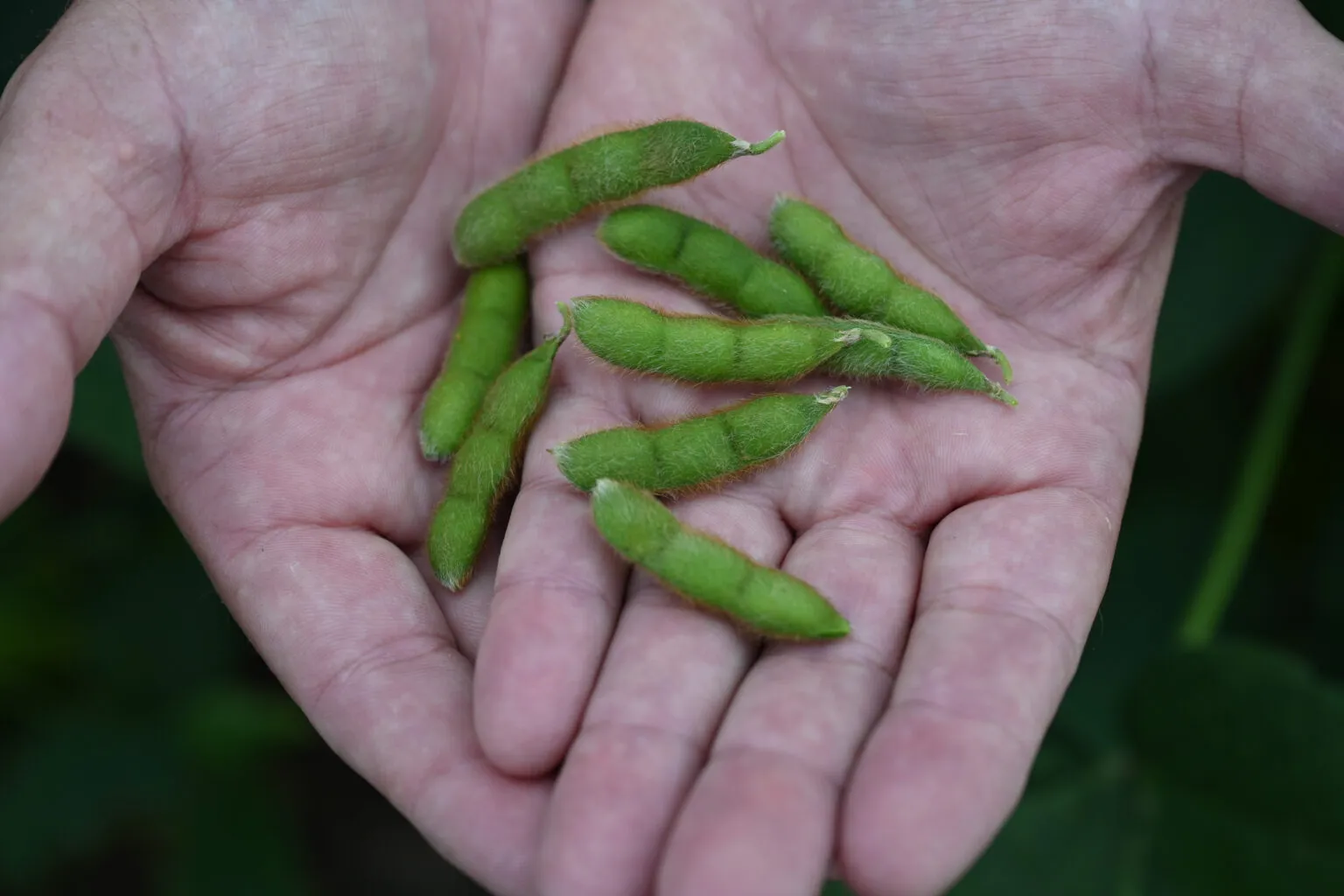 Close-up of several green soybean pods resting in a person’s open hands.