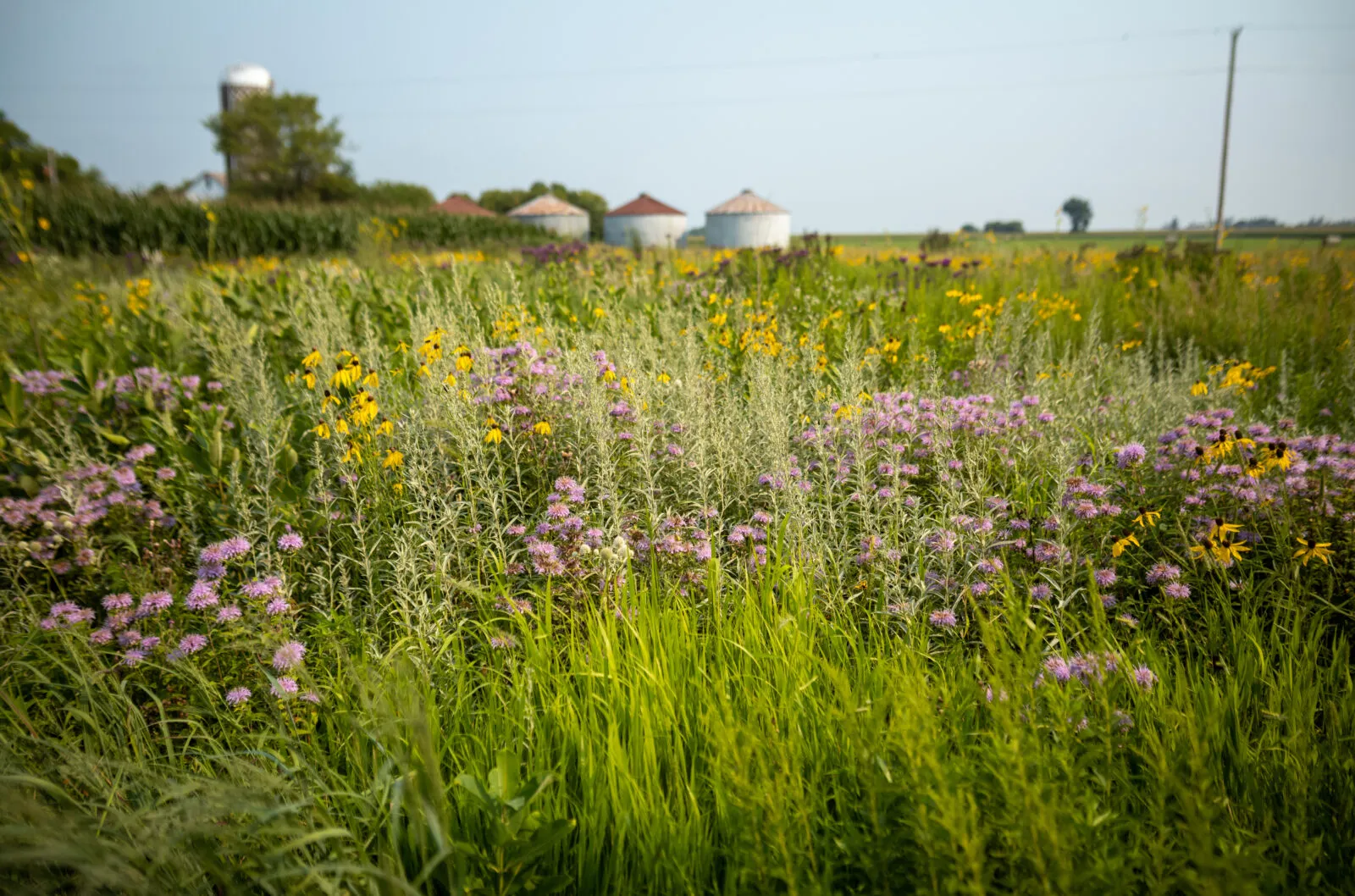 U.S. Soy Supplements Beef and Dairy Cattle Diets