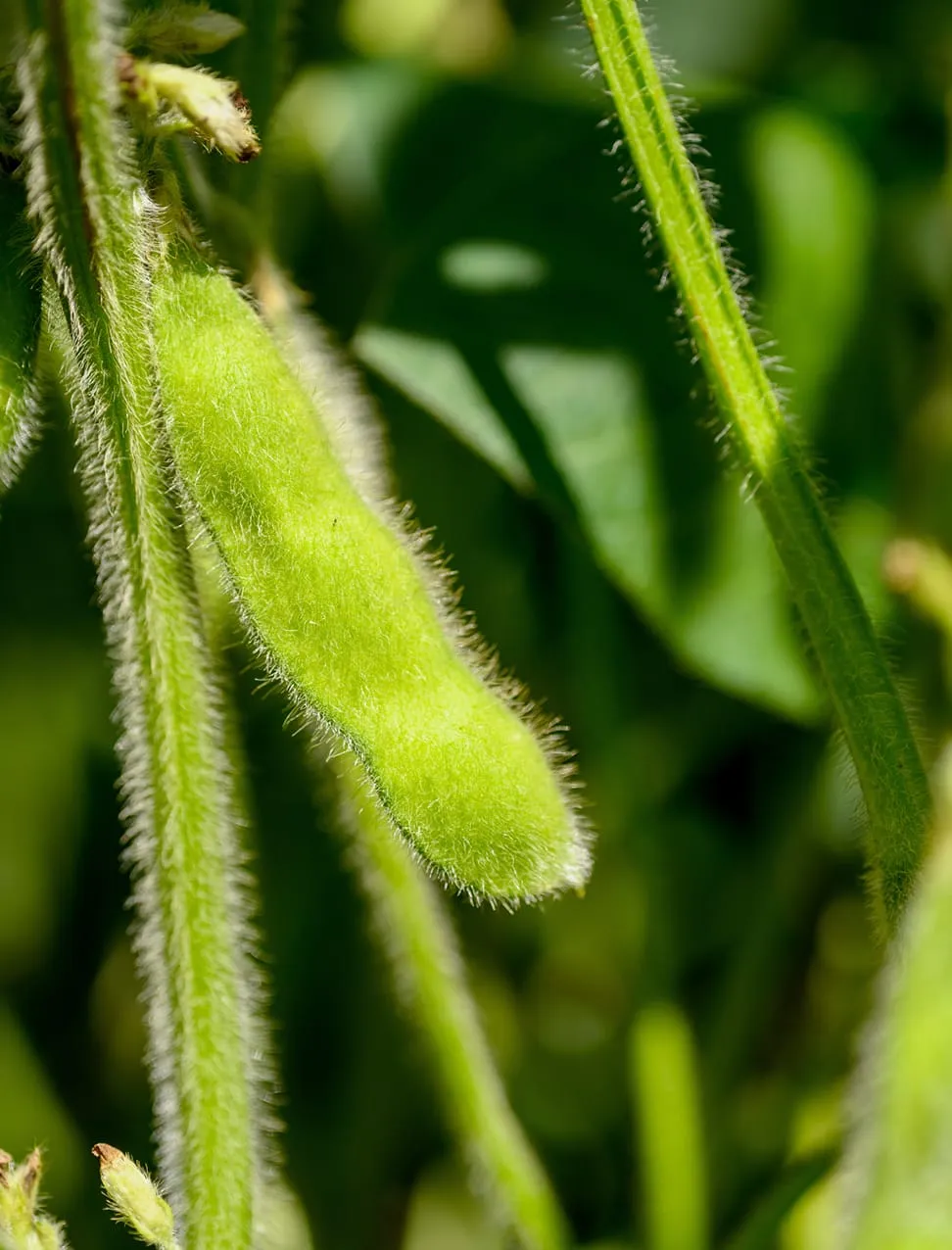 Soybean pod in a field of growing soy