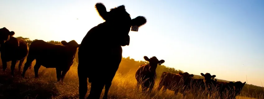Cattle standing in a pasture silhouetted by warm sunlight.