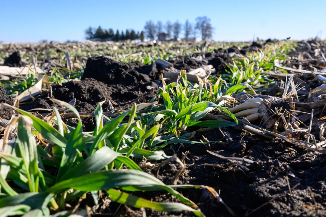 Young cover crop seedlings growing through soil and crop residue in a field.
