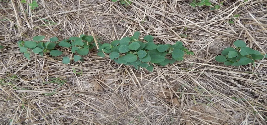 Young soybean plants emerging through crop residue in a field.