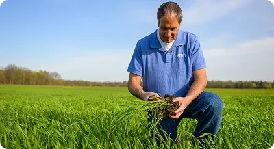 Farmer kneeling in a field, examining a handful of cover crops and roots while assessing plant and soil health.