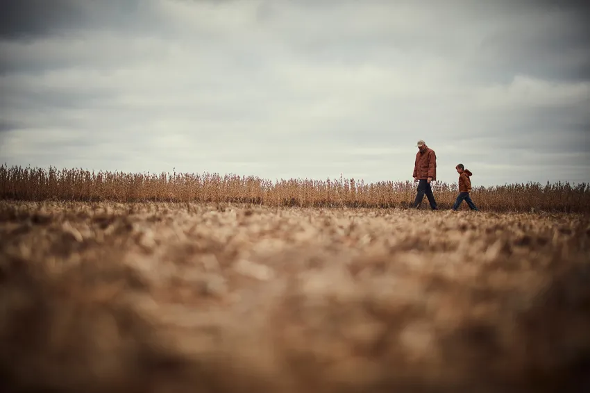 Adult and child walking together through a soybean field after harvest.