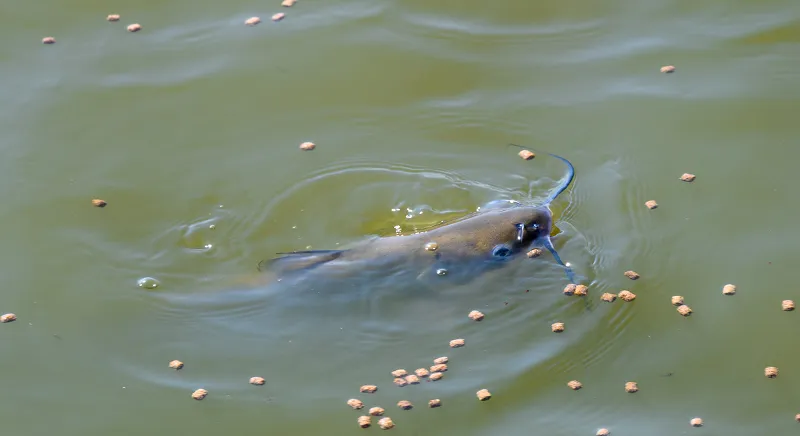 Fish in an aquaculture facility fed a soy-based alternative to fishmeal.