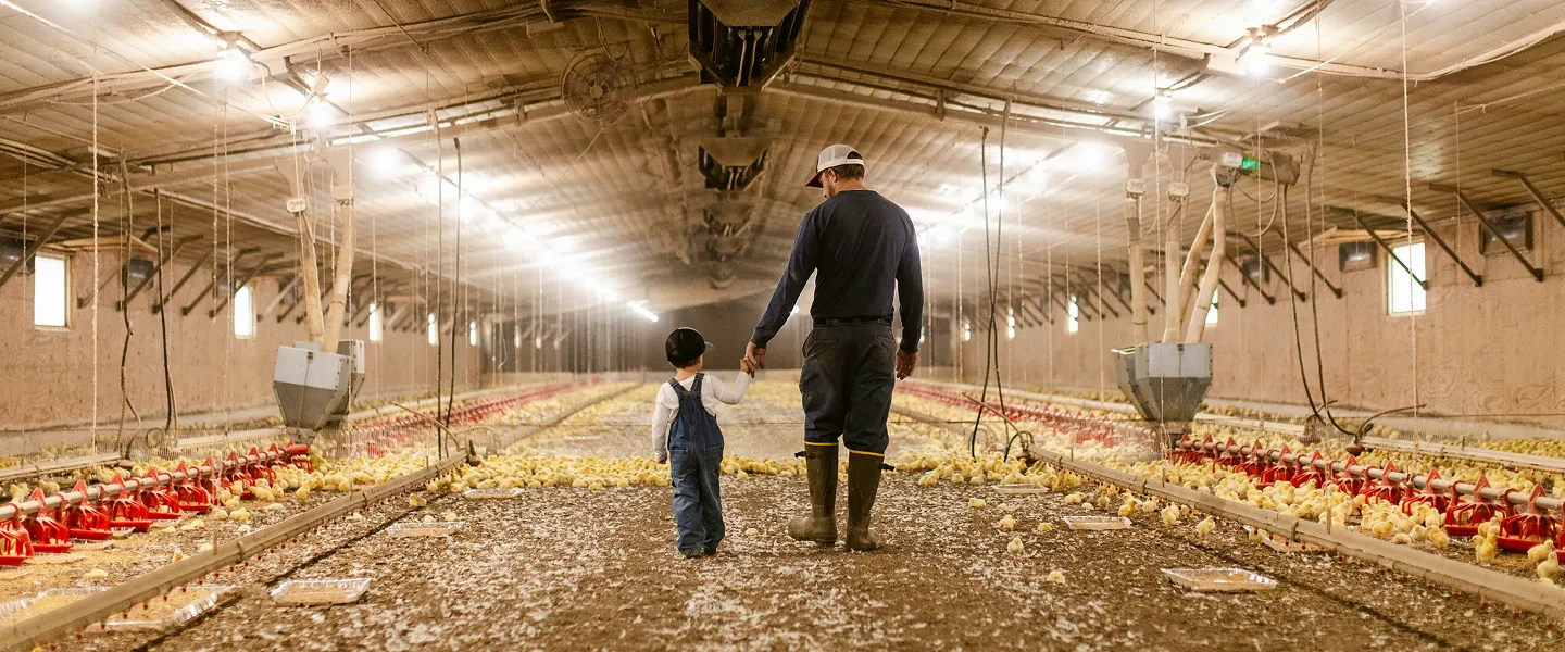Farmer and child walking hand in hand through a poultry barn, with rows of chickens and feeding equipment on either side