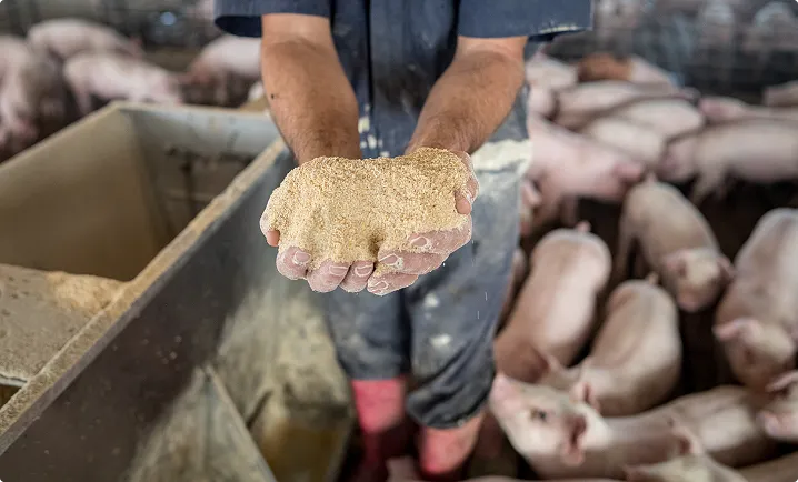Person holding soybean meal used in livestock feed, with pigs in the background.
