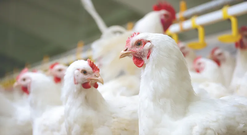 Commercial broiler chickens fed soybean meal-based rations in a poultry house.